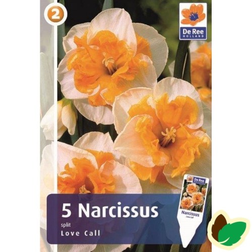 Påskeliljeløg Love Call - Narcissus / 5 Løg