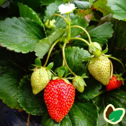 Jordbærplanter Symphony