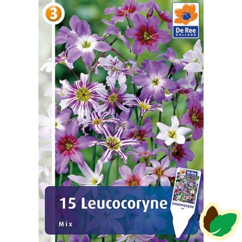 Leucocoryne Mix - Blandede farver - 15 løg