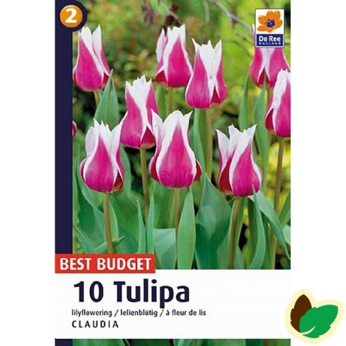 Tulipanløg Claudia - Liljeblomstrende Tulipan - 10 Løg