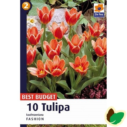 Tulipanløg Fashion -  Kaufmann Tulipan - 10 Løg