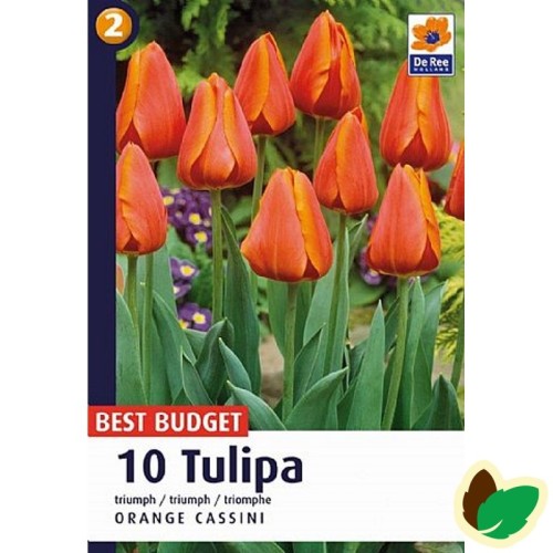 Tulipanløg Orange Cassini - Triumph Tulipan / 10 Løg