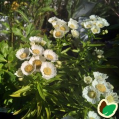 Achillea ptarmica Nana Compacta - Røllike