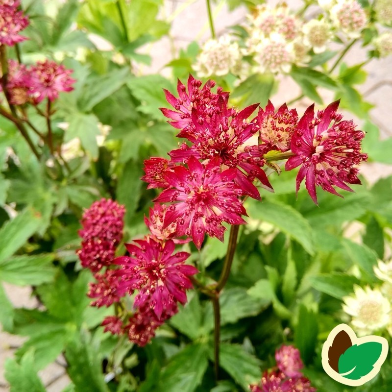 Astrantia major Claret - Stjerneskærm