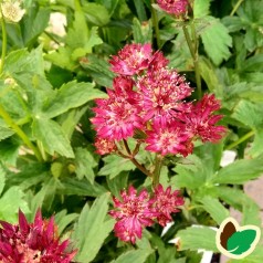 Astrantia major Claret - Stjerneskærm