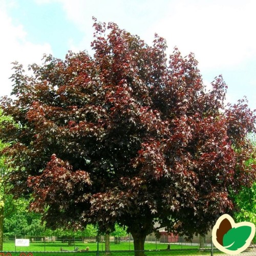 Acer platanoides Royal Red - Rødbladet Spidsløn / Træ 150-175 cm.