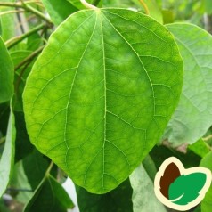 Cercidiphyllum japonicum Pendulum - Hængende Hjertetræ / 120 cm. stamme med krone.
