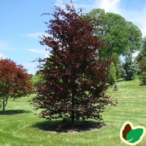 Fagus sylvatica Riversii - Blodbøg / 175-200 cm.