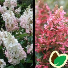 Hydrangea paniculata Pinky Winky - Træagtig Hortensia / 90 cm. stamme.