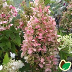 Hydrangea paniculata Pinky Winky - Træagtig Hortensia / 90 cm. stamme.