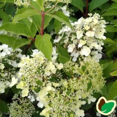 Hydrangea paniculata Pinky Winky - Træagtig Hortensia / 90 cm. stamme.