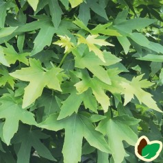 Liquidambar styraciflua Worplesdon - Ambratræ 175-200 cm.