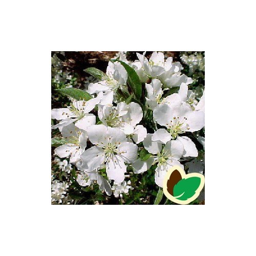 Malus sargentii Tina - Dværg Paradisæble / 180 cm. stamme