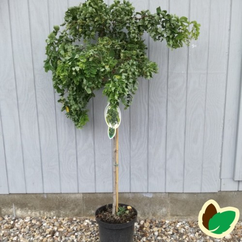 Robinia Twisty Baby - Trold Akacie / 80 cm. stamme