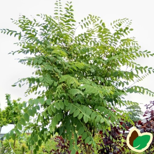 Robinia pseudoacacia Umbraculifera - Kugleakacie / 120 cm. stamme med krone.