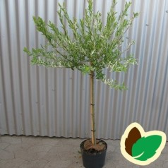 Salix integra Hakuro Nishiki - Broget japansk pil / 120 cm. stamme.