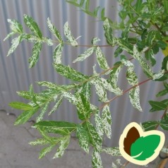 Salix integra Hakuro Nishiki - Broget japansk pil / 120 cm. stamme.
