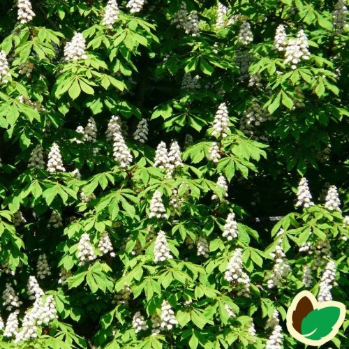 Hestekastanje 40-60 cm. - bundt med 10 stk. barrodsplanter - Aesculus hippocastanum _hippocastanum _