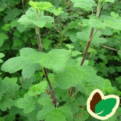 Blodribs Koja 50-80 cm. - 10 stk. barrodsplanter - Ribes sanguineum Koja _