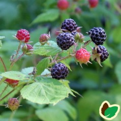 Sorte Hindbær ’Black Jewel’