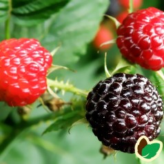 Sorte Hindbær ’Black Jewel’