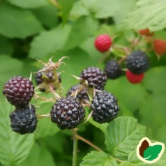 Sorte Hindbær ’Black Jewel’