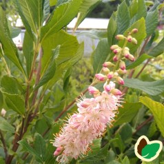 Clethra alnifolia Ruby Spice / Konvalbusk