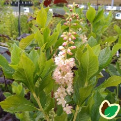 Clethra alnifolia Ruby Spice / Konvalbusk