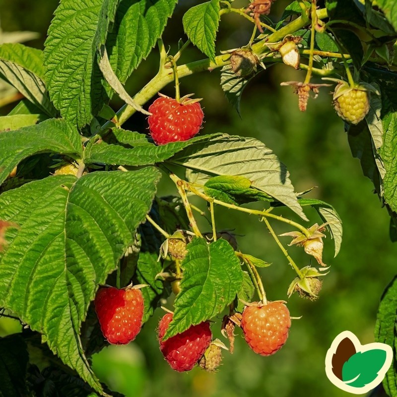 Hindbærbuske Mormorshallon - 10 stk. Barrods ~