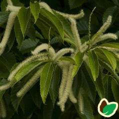 Ægte Kastanje - Spisekastanje