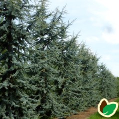 Cedrus libani Glauca - Blå Atlasceder