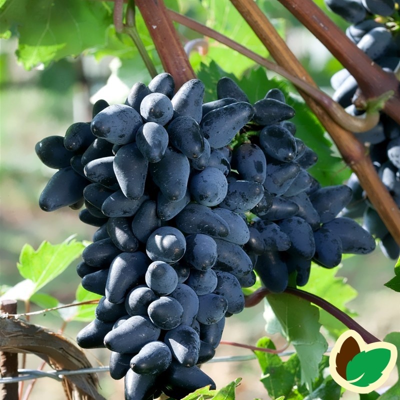 Vindrue (Daddeldrue) Souvenir