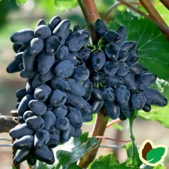 Vindrue (Daddeldrue) Souvenir