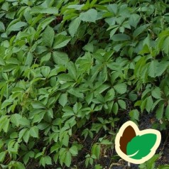 Parthenocissus quinquefolia Engelmannii / Vildvin