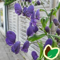 Aconitum henryi Sparks Variety - Stormhat