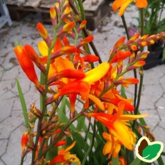 Crocosmia hybrid Orange Pekoe / Montbretia