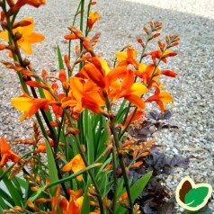 Crocosmia hybrid Orange Pekoe / Montbretia