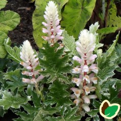 Bjørnetidsel Whitewater - Acanthus mollis Whitewater