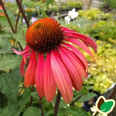 Echinacea purpurea Summer Cocktail / Solhat