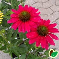 Echinacea purpurea SunSeekers Margenta - Purpursolhat