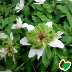 Anemone nemorosa Green finger - Skovanemone