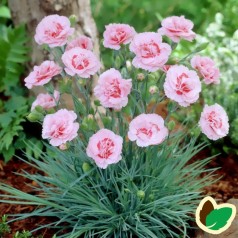 Dianthus plumarius Doris / Fjernellike