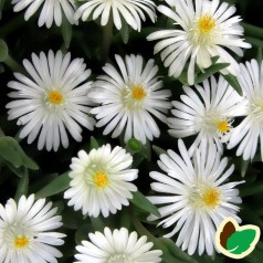 Delosperma cooperi Moon Stone® / Middagsblomst