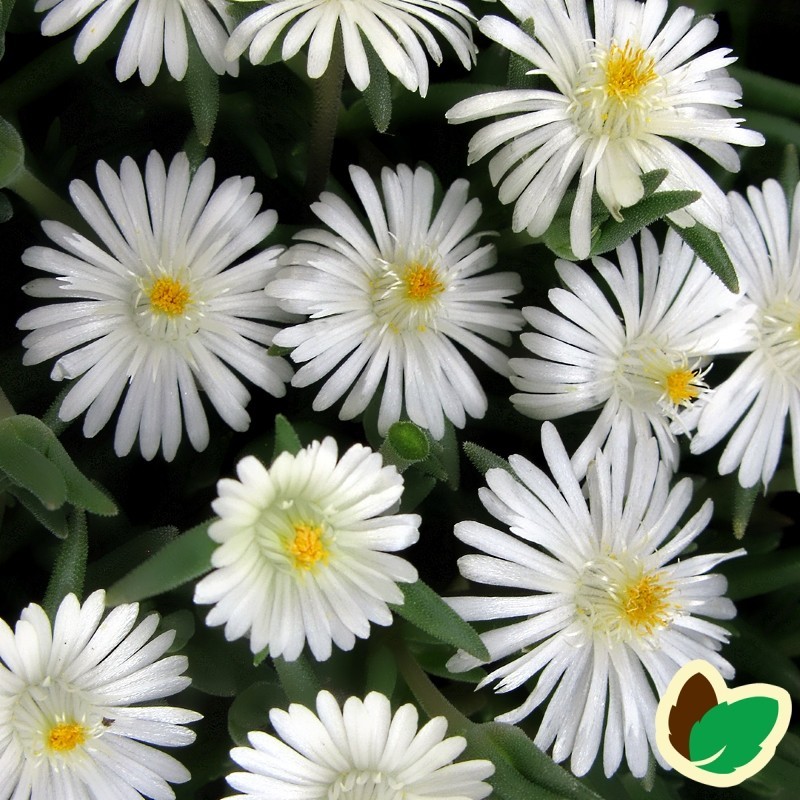 Delosperma cooperi Moon Stone® / Middagsblomst