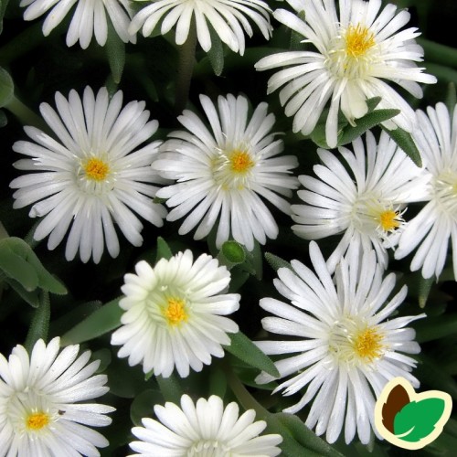 Delosperma cooperi Moon Stone® / Middagsblomst
