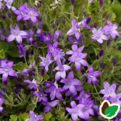 Campanula portenschlagiana Catharina / Krybeklokke