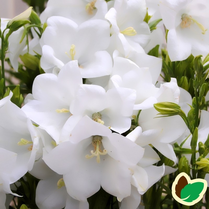 Campanula persicifolia Takion White® / Smalbladet klokkeblomst