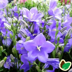 Campanula persicifolia Takion Blue® / Smalbladet klokkeblomst