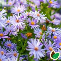 Aster cordifolius 'Little Carlow' / Hjertebladet Asters