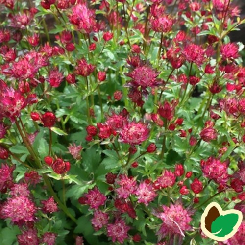 Astrantia major Rubra / Stjerneskærm